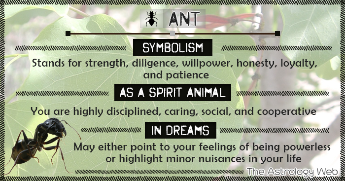 Ant Symbolism Spirit Animal Dream