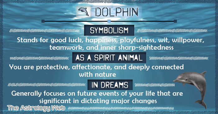 Dolphin Symbolism Spirit Animal Dream