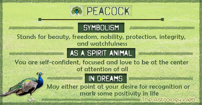 Peacock Symbolism Spirit Animal Dream