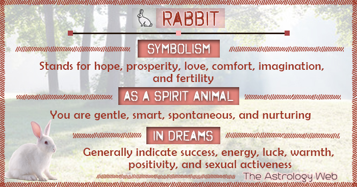 Rabbit Symbolism Spirit Animal Dream