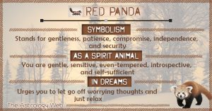Red Panda as Spirit Animal: Meaning and Symbolism | The Astrology Web