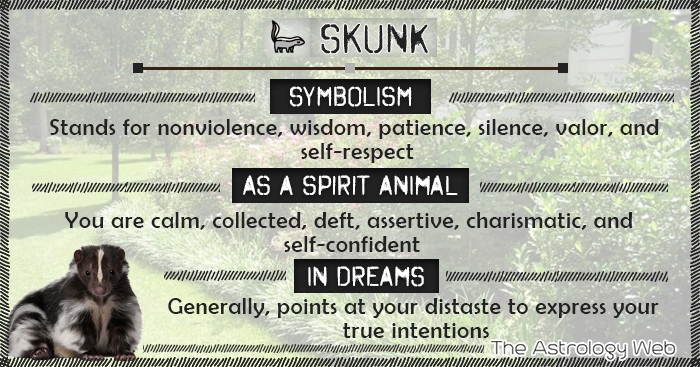 Skunk Symbolism Spirit Animal Dream