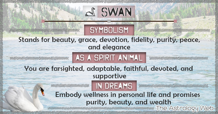 Swan Symbolism Spirit Animal Dream