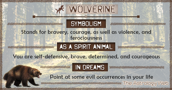 Wolverine Symbolism Spirit Animal Dream