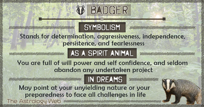  Badger symbolik ånd dyr drøm