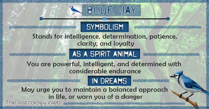 Blue Jay Meaning And Symbolism The Astrology Web