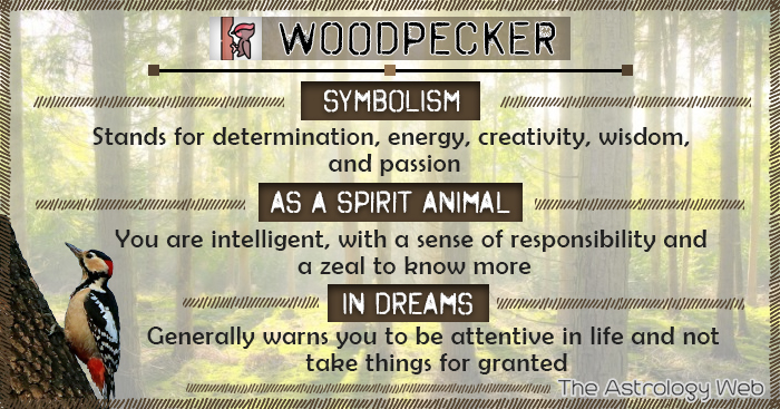 Woodpecker Symbolism Spirit Animal Dream